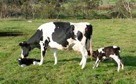 Cows fertility